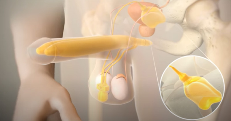 Dương vật khỏe manhj nhờ ngựa thái Dương vật khỏe manhj nhờ ngựa thái