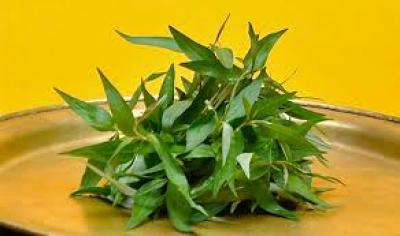 Rau răm - Kẻ thù của tình dục anh chị và các bạn nên biết?