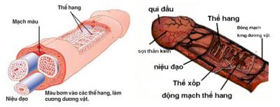 Thuốc tăng kích thước dương vật tốt nhất hiện nay?Có hiệu quả như thế nào?